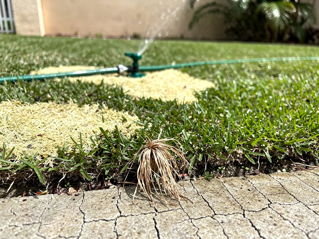 Slugging Through Lawn Trouble: Common Warning Signs
